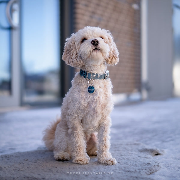 Cavapoo med blå namnbricka