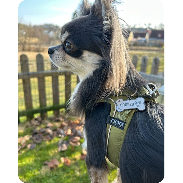 Chihuahua med grön hundsele från dog copenhagen med namnbricka med motiv av chihuahua och ikoner på stjärna och tassavtryck