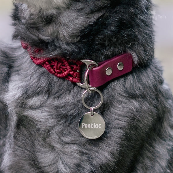 Silvrig rund namnbricka på en grå hund