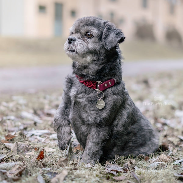 Silvrig rund namnbricka på en grå hund