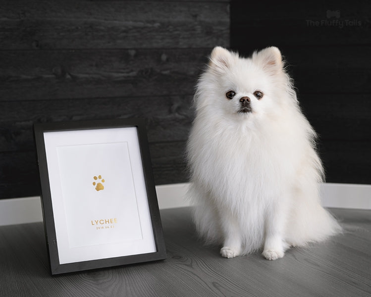 En vit pomeranian sittandes bredvid en tavla med svart ram, med sitt egna tassavtryck i guldigt folierat tryck