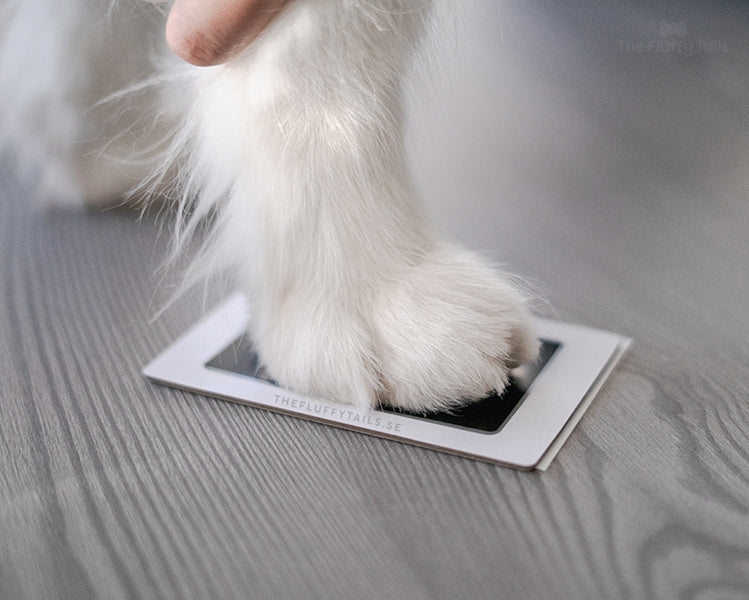 Vit hundtass som står på en gift- och bläckfri stämpeldyna för att göra ett tassavtryck, för både hund och katt