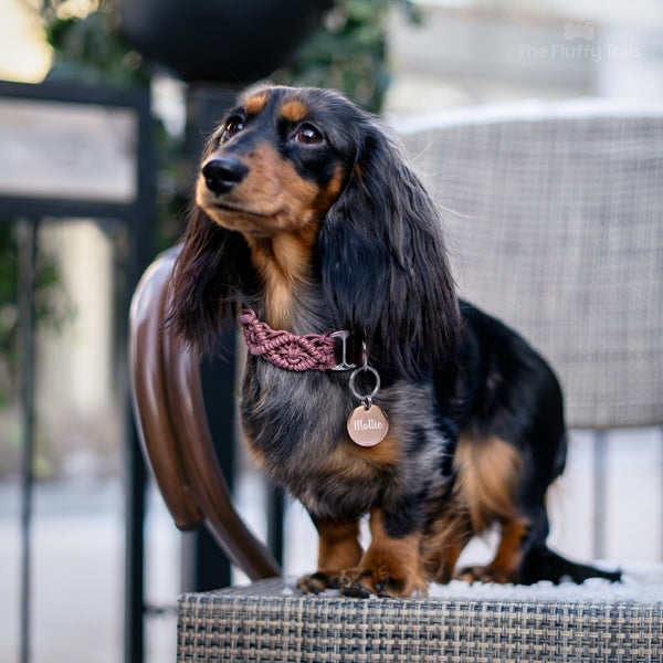 Kanintax med rund roséfärgad hundnamnbricka med personlig gravyr