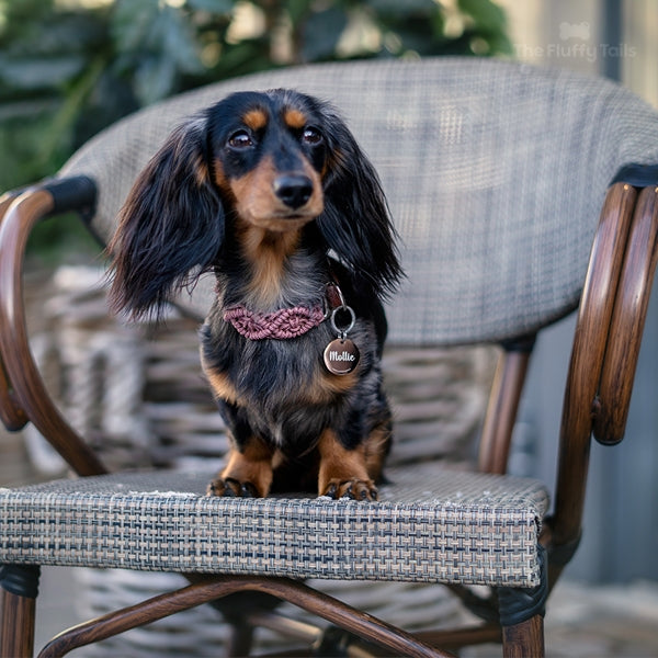 Kanintax med rund roséfärgad hundnamnbricka med egen gravyr