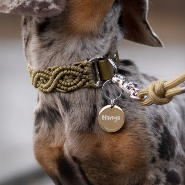 Närbild på guldig namnbricka på en hund