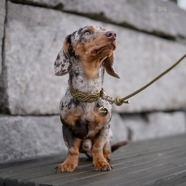 Kanintax i guldig rund namnbricka