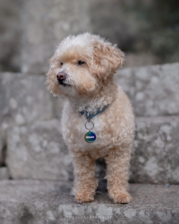 Hund med multifärgad namnbricka i sitt halsband