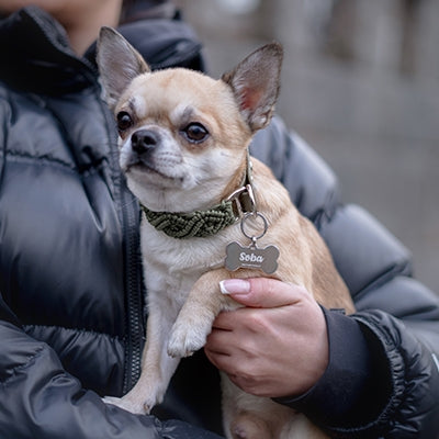 Chihuahua med en hundbensformad, silvrig namnbricka