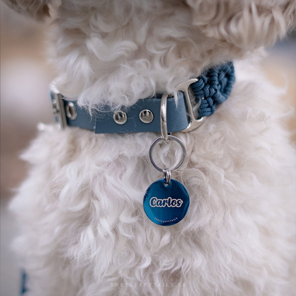 Blå rund namnbricka hängandes i ett halsband på en cavapoo hund