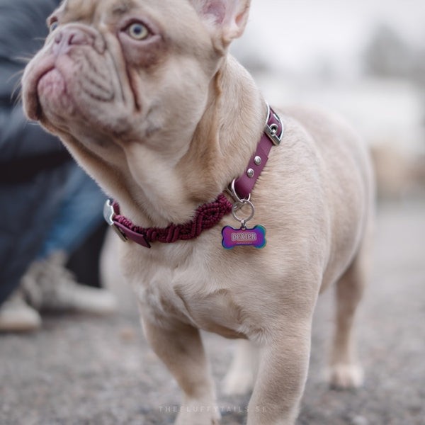 Fransk bulldog har på sig ett hundbensformad namnbricka i multifärg