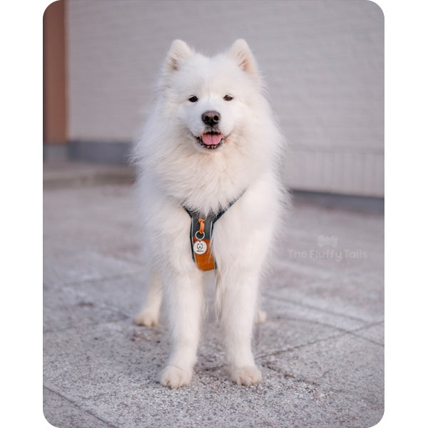 Samojed med orange hundsele och en rund silvrig namnbricka med en bild på en samojedhund