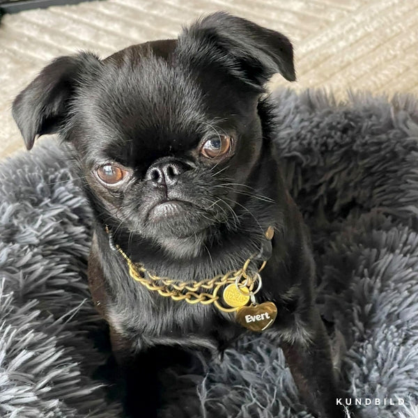 En svart petit brabancon med guldigt halsband och hjärtformad namnbricka med personlig gravyr