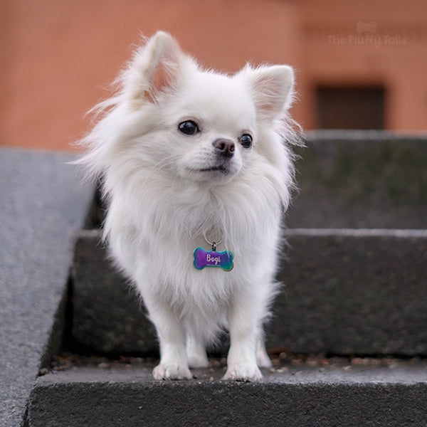 Vit chihuahua med en multifärgad namnbricka ståendes på en trappa