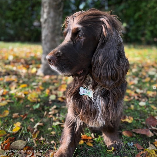 Brun cockerspaniel med hundbensformad, flerfärgad namnbricka av rostfritt stål med egen design och gravyr, tillverkad av The Fluffy Tails