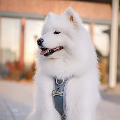 Samojed med blå namnbricka