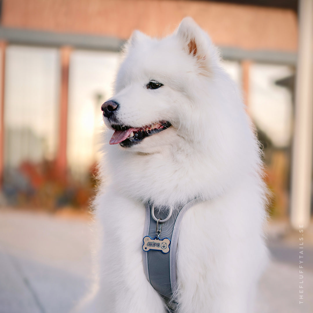 Samojed med blå namnbricka