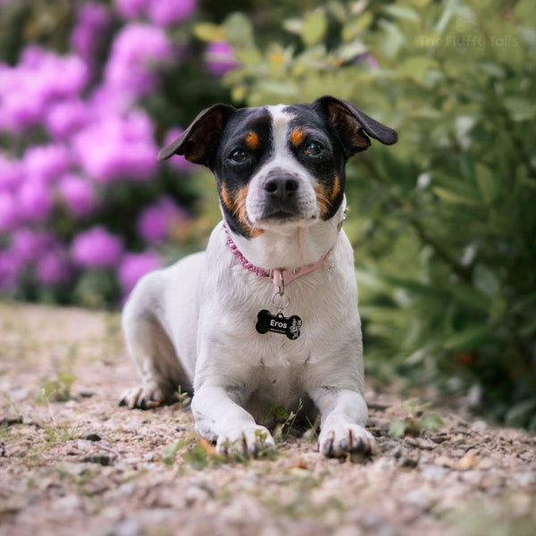 Dansk-svensk gårdshund i somrig miljö med ett rosa halsband och hundbensformad, svart ID-bricka
