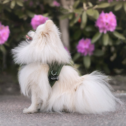 Vit pomeranian i grön hundsele med svart namnbricka från sommarkollektionen, sittandes framför  lila rhododendronbuske