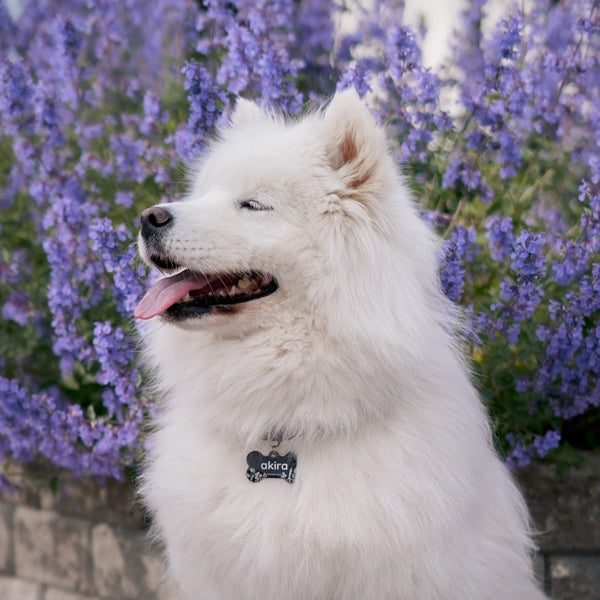 Samojedhund i en svart, somrig namnbricka sittandes framför lila kantnepeta