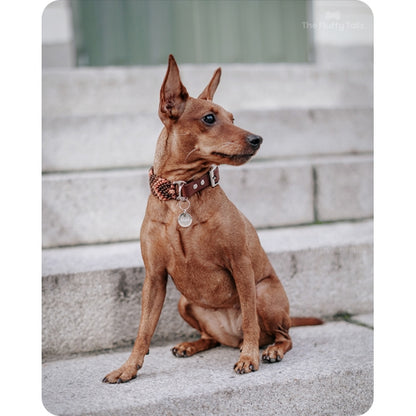 Brun dvärgpinscher sitter på ett trappsteg med ett flätat hundhalsband med biothane och en rund silverfärgad namnbricka