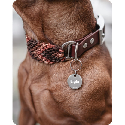 Närbild på ett flätat hundhalsband och biothane, med rund silverfärgad namnbricka, buren av en brun dvärgpinscher