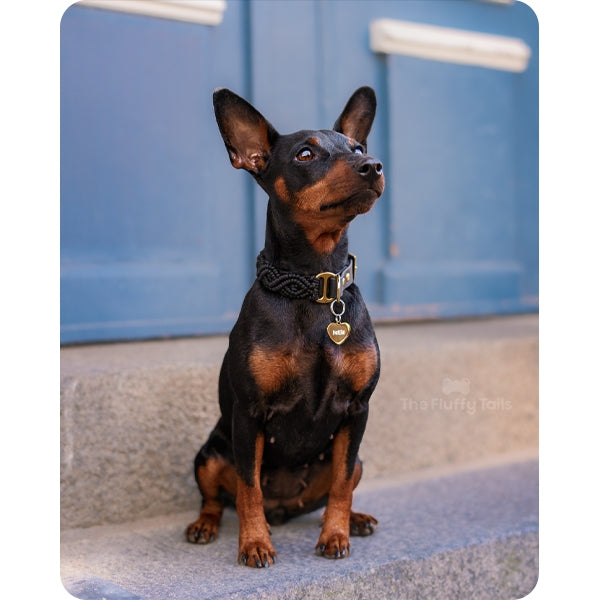 Dvärgpinscher ståendes på trappa med blå dörr i bakgrunden, har ett svart hundhalsband på med en guldig namnbricka