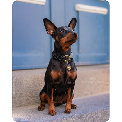 Dvärgpinscher ståendes på trappa med blå dörr i bakgrunden, har ett svart hundhalsband på med en guldig namnbricka