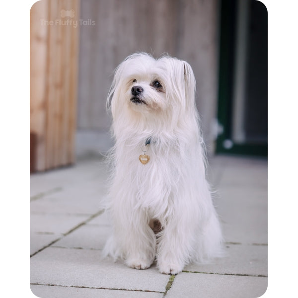 En vit långhårig hund bär på en guldig namnbricka av ett hjärta med personlig gravyr av hundens namn, passar även katter