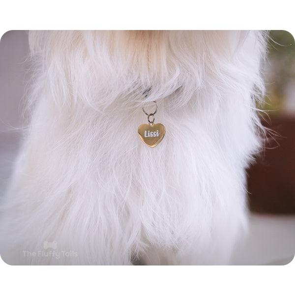 Närbild på en vit långhårig hund bär på en guldig hjärtformad namnbricka rostfritt stål med personlig gravyr av hundens namn, passar även katter