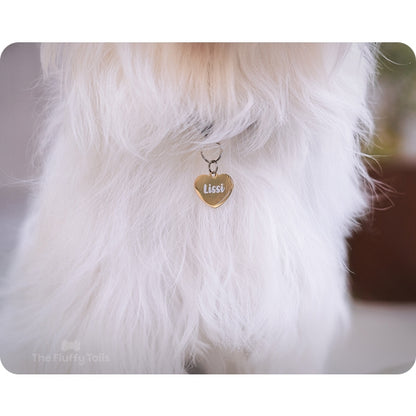 Närbild på en vit långhårig hund bär på en guldig hjärtformad namnbricka rostfritt stål med personlig gravyr av hundens namn, passar även katter