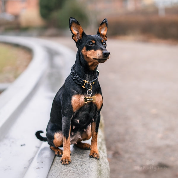 Dvärgpinscher i en guldig, hundbensformad ID-bricka, namnbricka för hund och katt