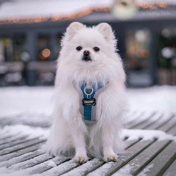 Vit hund av hundrasen pomeranian, sittandes på en bänk i vintermiljö med snö. Hunden har på sig en blå hurtta sele med en svart namnbricka av rostfritt stål i hundbensform, graverad med namn och tassavtryck.
