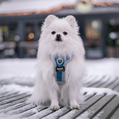 Vit hund av hundrasen pomeranian, sittandes på en bänk i vintermiljö med snö. Hunden har på sig en blå hurtta sele med en svart namnbricka av rostfritt stål i hundbensform, graverad med namn och tassavtryck.