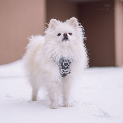 En vit pomeranian hund i en vintermiljö med snö på marken. Hunden har på sig en hundsele från hurtta och en silvrig, hundbensformad namnbricka för hund och katt från the fluffy tails. ID-brickan är lasergraverad med hundens namn och dekorativa ikoner. Namnbrickan är egendesignad.