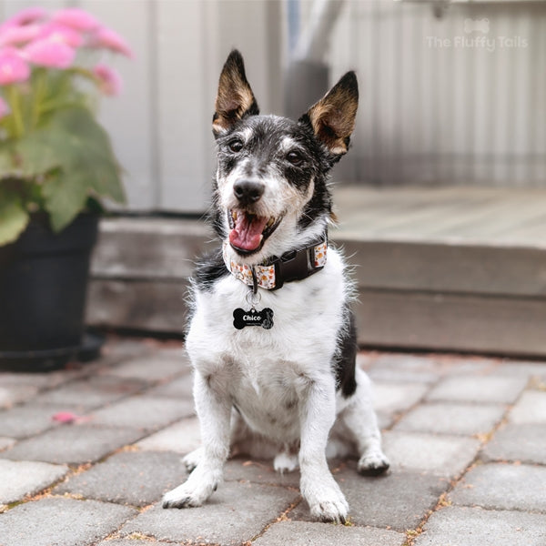 Jack Russell-terrier hund i trädgårdsmiljö med blommigt halsband och svart hundbensformad namnbricka med somrig design