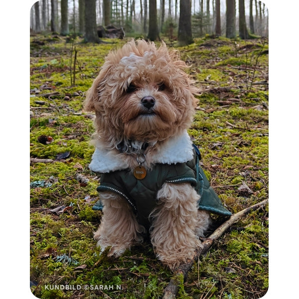 En maltipoo i skogen. Den sitter och kollar mot kameran och har på sig en grön jacka och en rund, guldig namnbricka från The Fluffy Tails