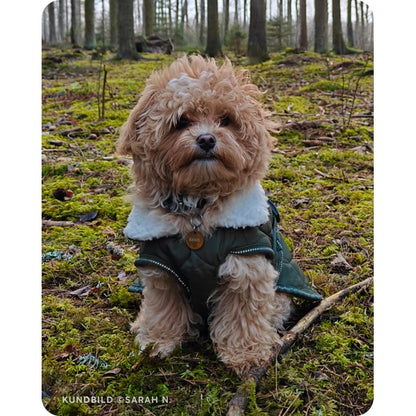 En maltipoo i skogen. Den sitter och kollar mot kameran och har på sig en grön jacka och en rund, guldig namnbricka från The Fluffy Tails