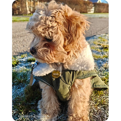 En söt, liten maltipoo-valp sitter och kollar bort från kameran. Den har på sig en grön jacka och en rund, guldig namnbricka från The Fluffy Tails