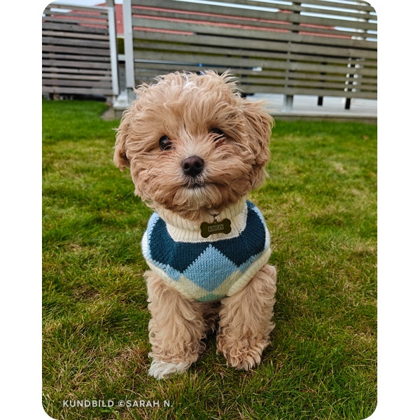 En maltipoo valp i en trädgård. Den sitter och kollar mot kameran och har på sig en stickad tröja och en hundbensformad, guldig namnbricka från The Fluffy Tails, graverad med sitt namn.