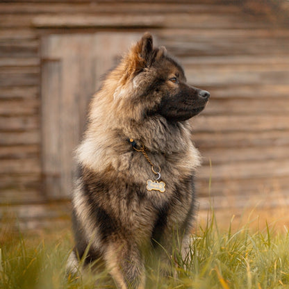 Eurasier sitter i gräset framför träplankor och bär en guldig hundbensformad namnbricka graverad med en eurasier