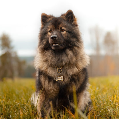 Eurasier sitter i gräset med ljus himmel i bakgrunden och bär en guldig hundbensformad namnbricka graverad med en bild av en eurasier