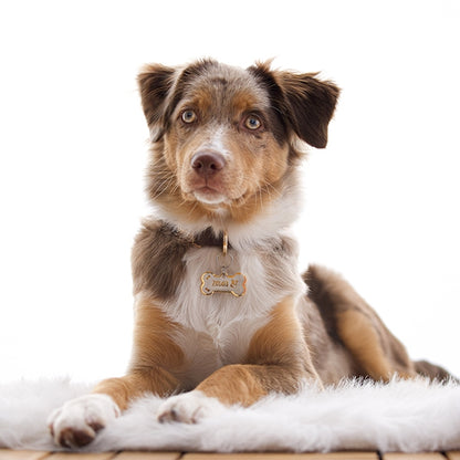 Miniature american shepherd hund som har på sig en guldfärgad namnbricka av rostfritt stål med egen design, graverad med ikon på hundens ras och namn från The Fluffy Tails