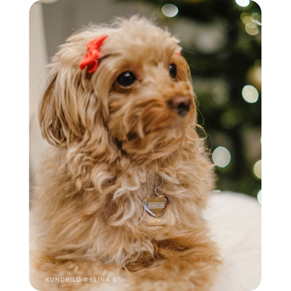 En toypudel med röd rosett på huvudet framför en julgran bär en hjärtformad namnbricka i roséguld, tillverkad av rostfritt stål, graverad med hundens namn. Passar både hund eller katt.