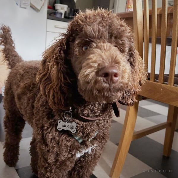 Brun pudel bär på en svart hundbensformad namnbricka av hållbart rostfritt stål med egen design och personlig gravyr, graverad med hundrasen pudel, tassavtryck, hundbädd och tennisboll