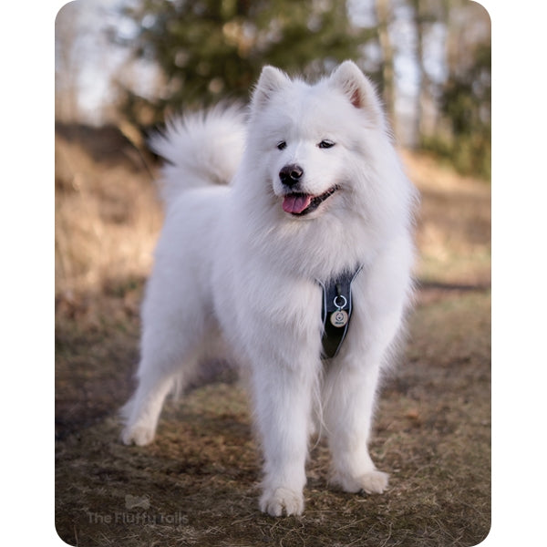 Samojed med grön hundsele och en rund namnbricka med motiv av en samojedhund