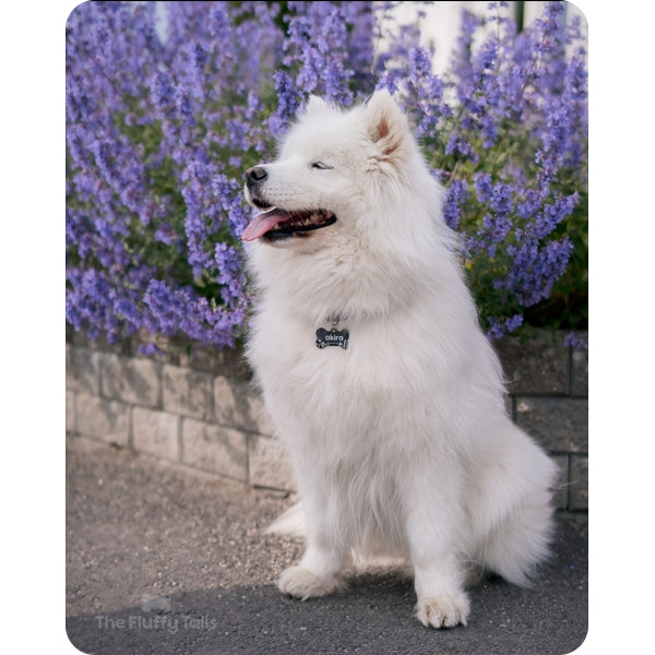 Samojedhund i en svart, somrig namnbricka sittandes framför lila kantnepeta