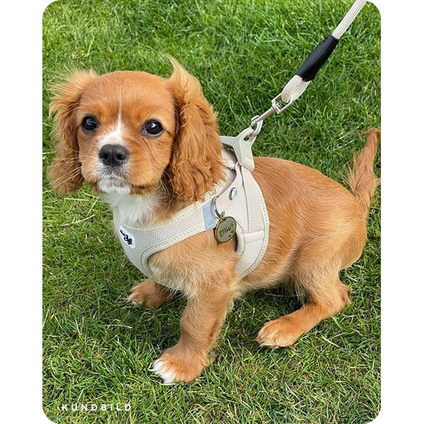 cavalier king charles spaniel valp i en beige hundsele med guldig namnbricka med personlig gravyr
