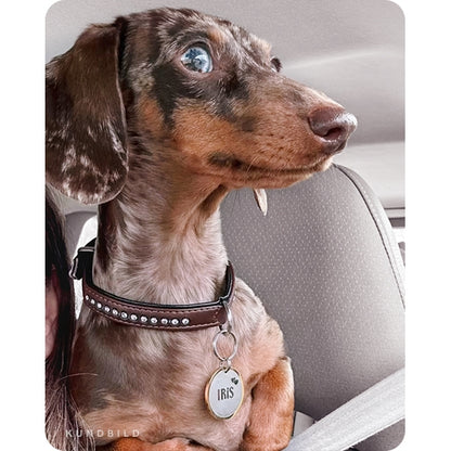 Merlefärgad tax med brunt hundhalsband och en rund, guldig namnbricka, id-bricka