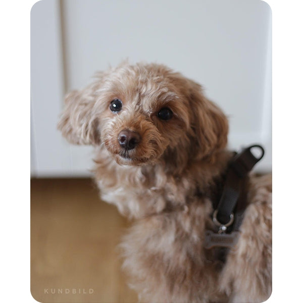 Brun liten toypudel i en brun hundsele med namnbricka 