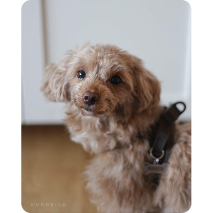 Brun liten toypudel i en brun hundsele med namnbricka 